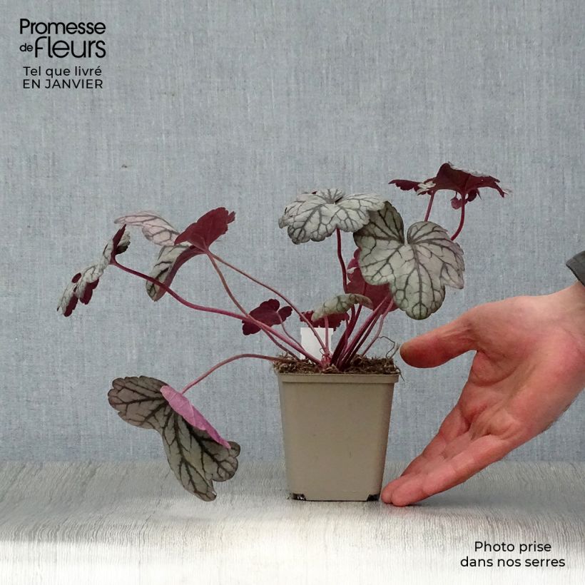 Heuchera Sugar Plum Vasetto da 8/9 cm esemplare consegnato in inverno