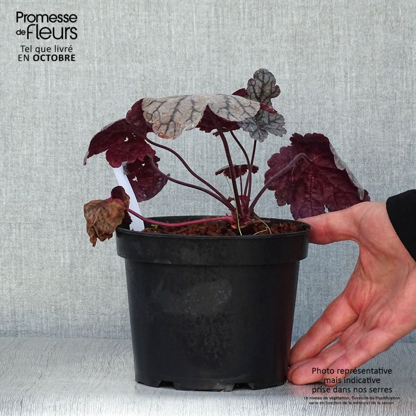 Esemplare di Heuchera Sugar Plum Vaso da 2L/3L come consegnato in autunno