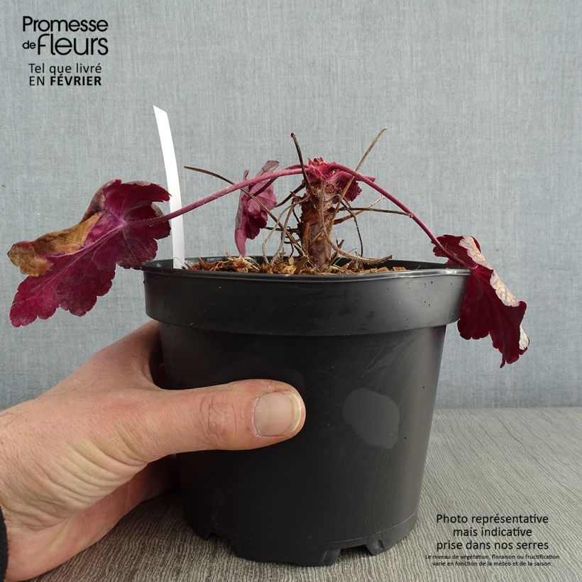 Heuchera Sugar Plum Vaso da 2L/3L esemplare consegnato in inverno