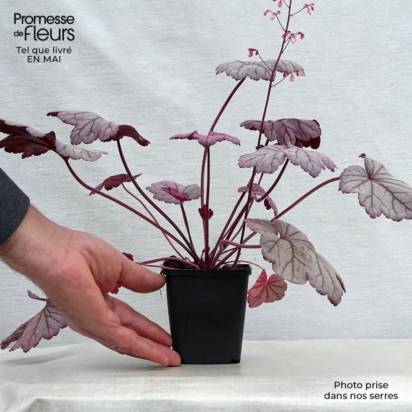 Heuchera Sugar Plum Vasetto da 8/9 cm esemplare consegnato in primavera