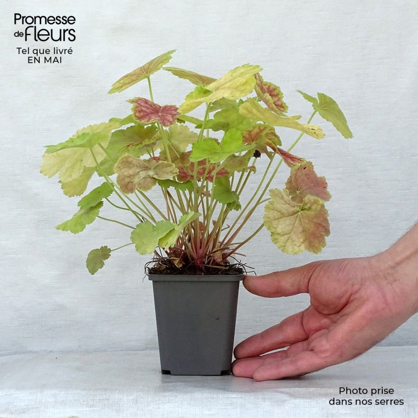 Heuchera Tiramisu Vasetto da 8/9 cm esemplare consegnato in primavera