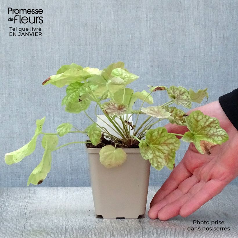 Heuchera Tiramisu Vasetto da 8/9 cm esemplare consegnato in inverno