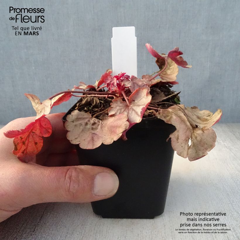 Heuchera Vienna Vasetto da 8/9 cm esemplare consegnato in primavera