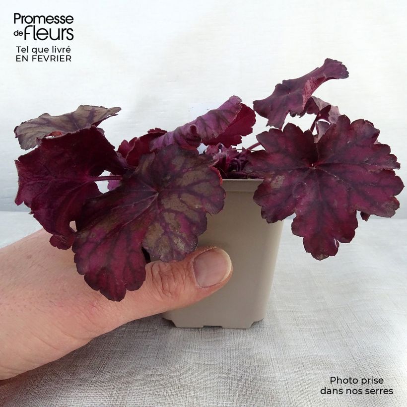 Heuchera Wild Rose Vasetto da 8/9 cm esemplare consegnato in inverno