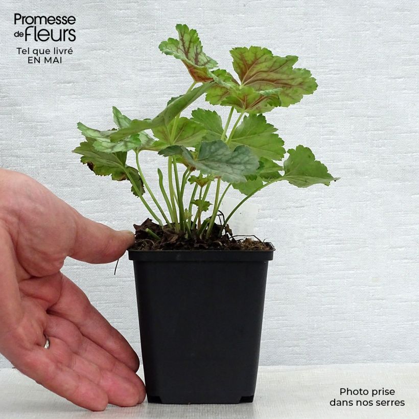 Heuchera americana Birkin Vasetto da 8/9 cm esemplare consegnato in primavera