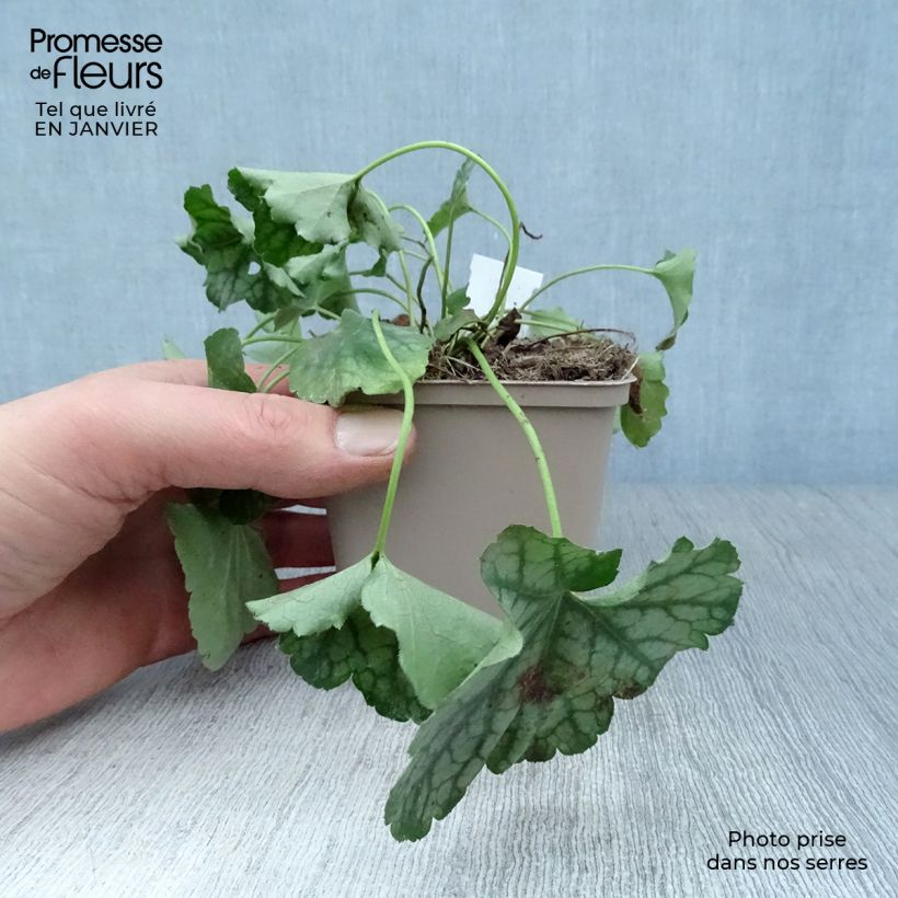 Heuchera americana Birkin Vasetto da 8/9 cm esemplare consegnato in inverno