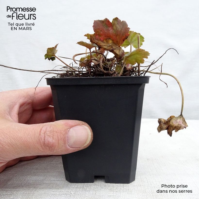 Heuchera americana Dale's Strain Vasetto da 8/9 cm esemplare consegnato in inverno