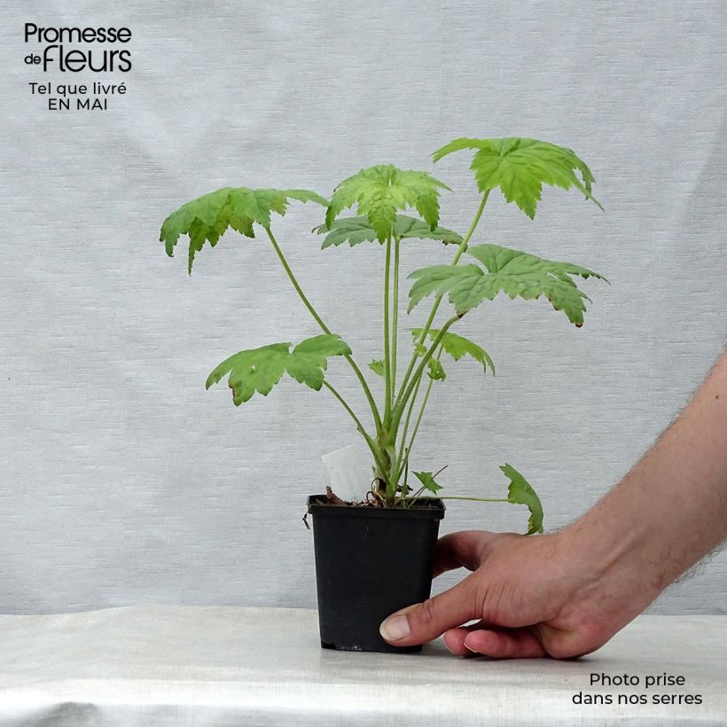 Heuchera Chantilly Vasetto da 8/9 cm esemplare consegnato in primavera