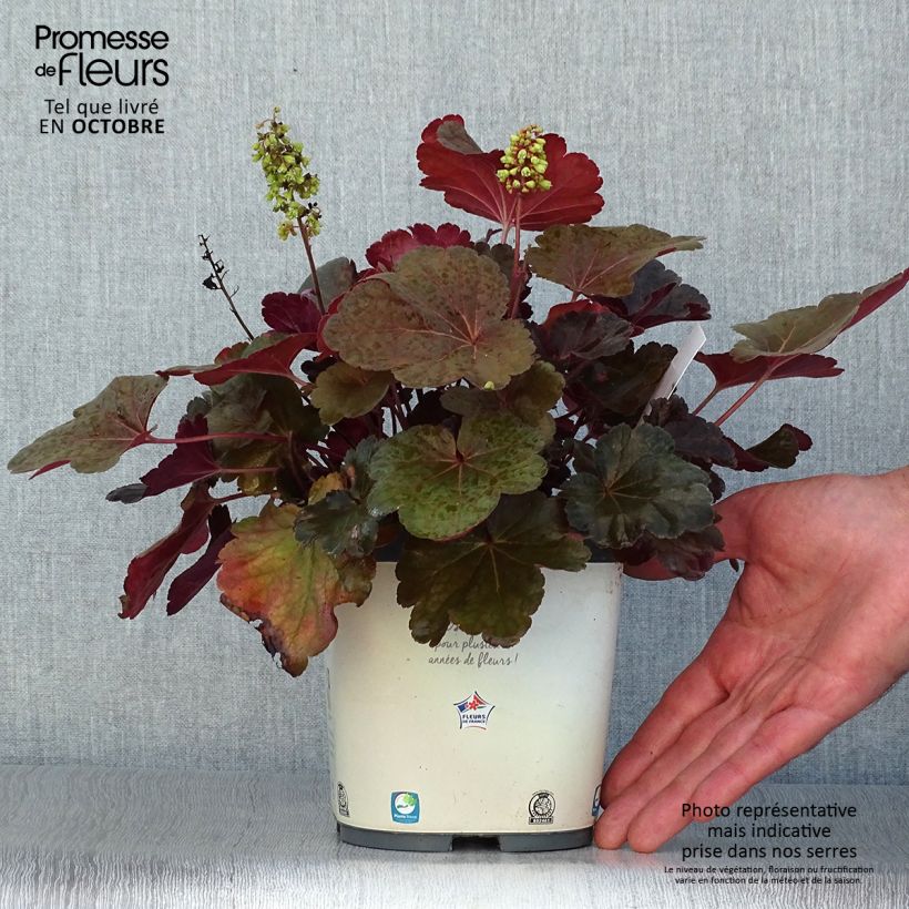 Esemplare di Heuchera Little Cutie Blondie Vaso da 2L/3L come consegnato in autunno