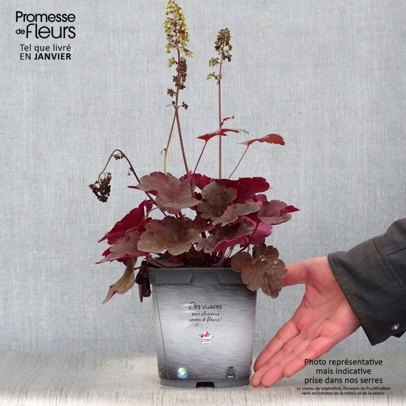 Heuchera Little Cutie Blondie Vaso da 2L/3L esemplare consegnato in inverno