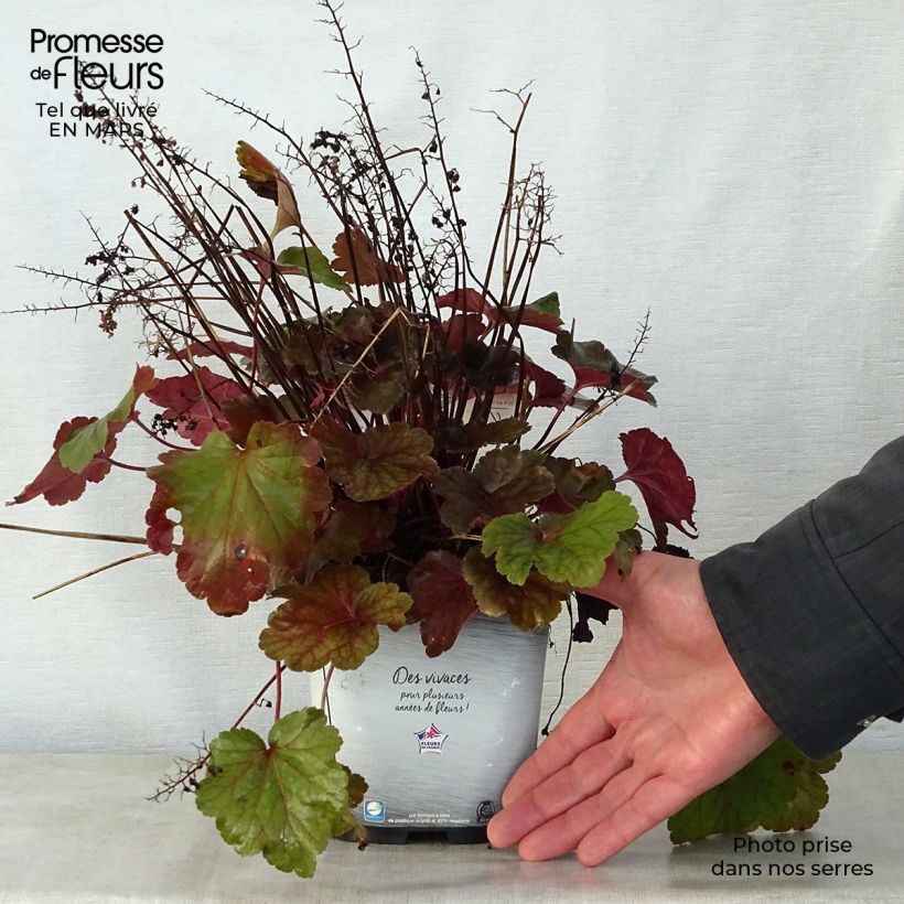 Heuchera Little Cutie Blondie Vaso da 2L/3L esemplare consegnato in primavera