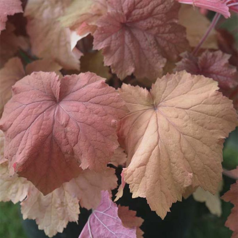 Heuchera Mega Caramel (Fogliame)