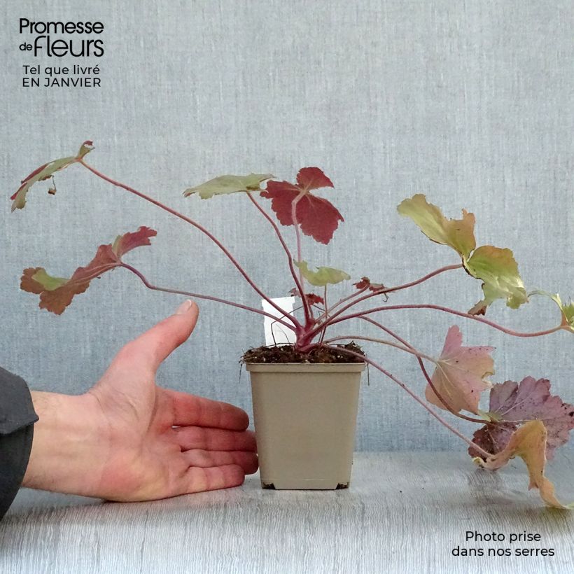 Heuchera Mega Caramel Vasetto da 8/9 cm esemplare consegnato in inverno