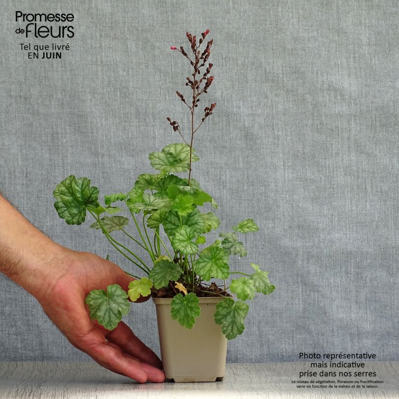 Esemplare di Heuchera Paris Vasetto da 8/9 cm consegnato in estate