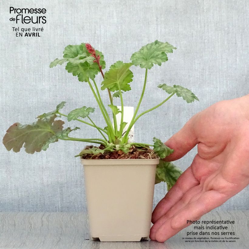 Heuchera Paris Vasetto da 8/9 cm esemplare consegnato in primavera