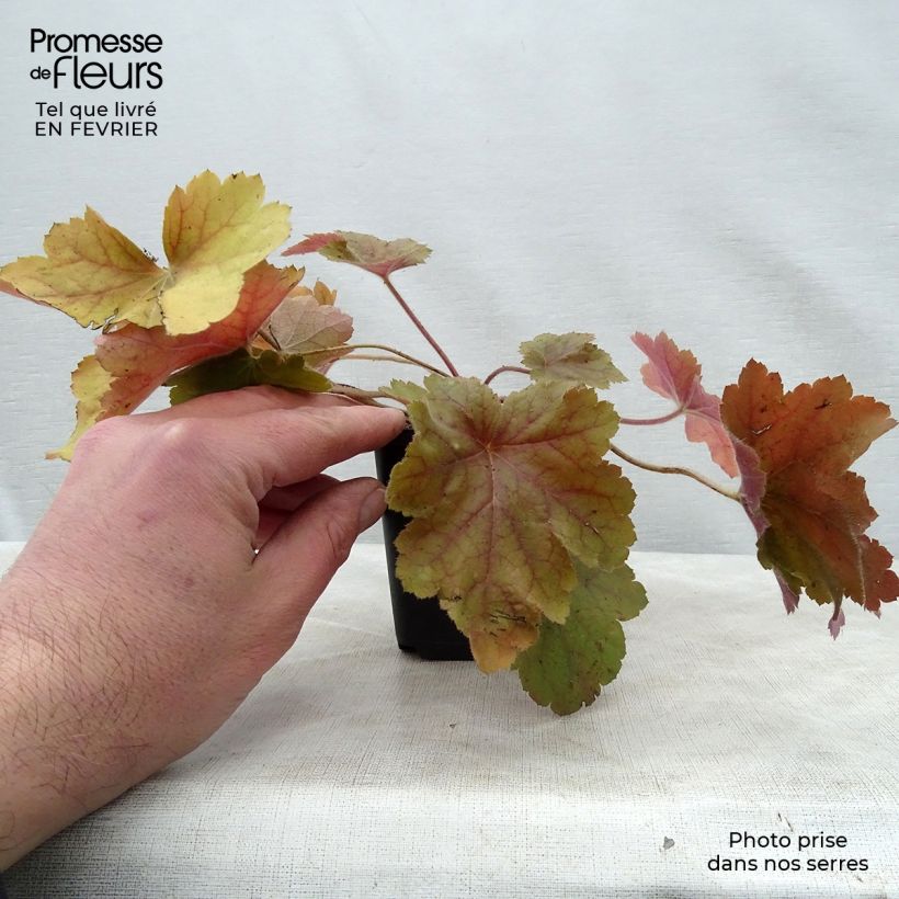 Heuchera Southern Comfort Vasetto da 8/9 cm esemplare consegnato in inverno