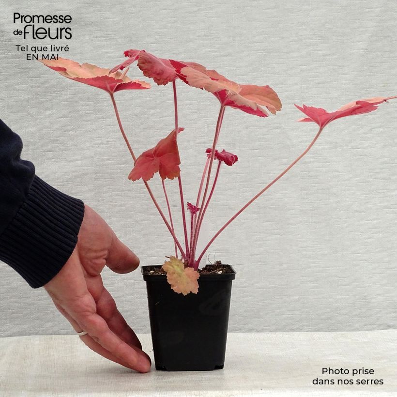 Heuchera Southern Comfort Vasetto da 8/9 cm esemplare consegnato in primavera