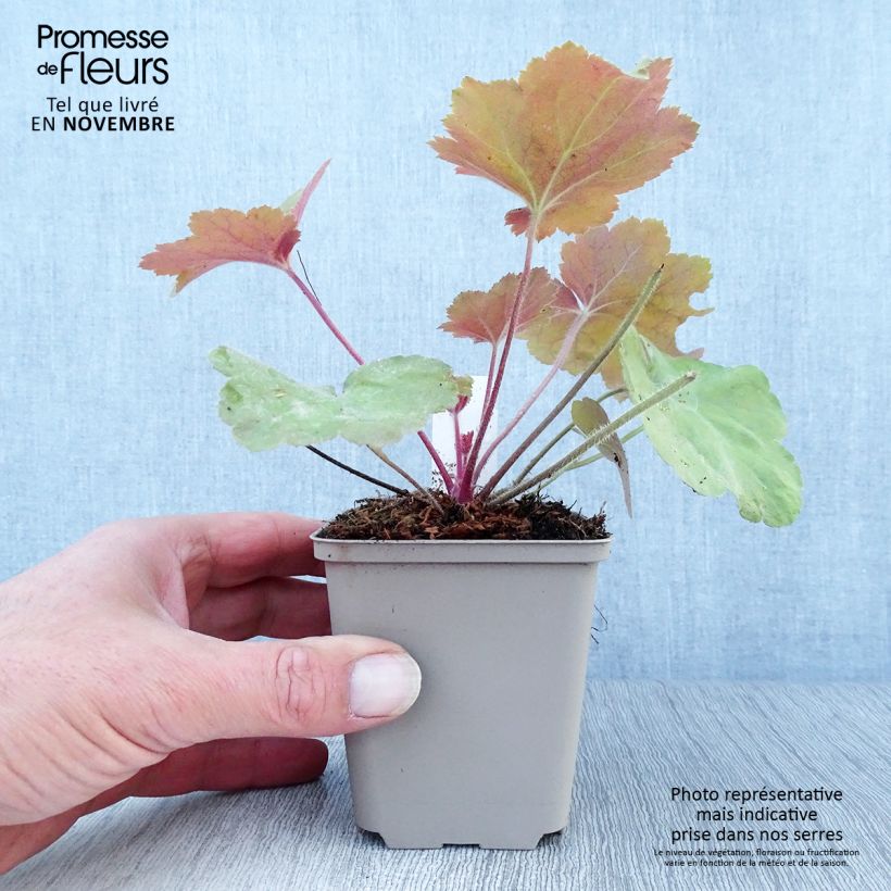 Esemplare di Heuchera Southern Comfort Vasetto da 8/9 cm come consegnato in autunno