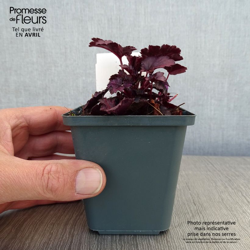 Heuchera Dolce Wildberry Vasetto da 8/9 cm esemplare consegnato in primavera