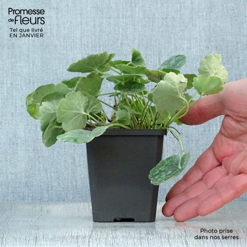 Heuchera sanguinea Leuchtkäfer - Campane di corallo Vasetto da 8/9 cm esemplare consegnato in inverno