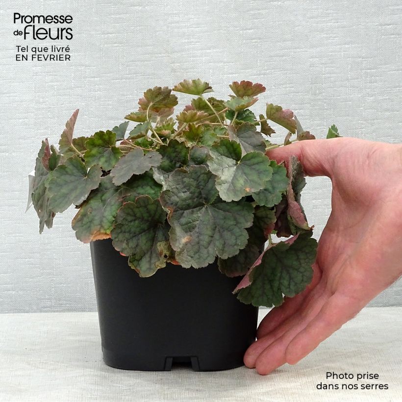 Heuchera sanguinea Leuchtkäfer - Campane di corallo Vaso da 2L/3L esemplare consegnato in inverno