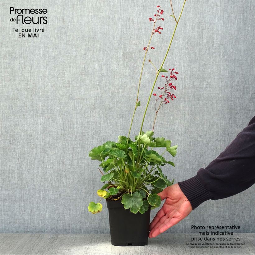 Heuchera sanguinea Leuchtkäfer - Campane di corallo Vaso da 2L/3L esemplare consegnato in primavera