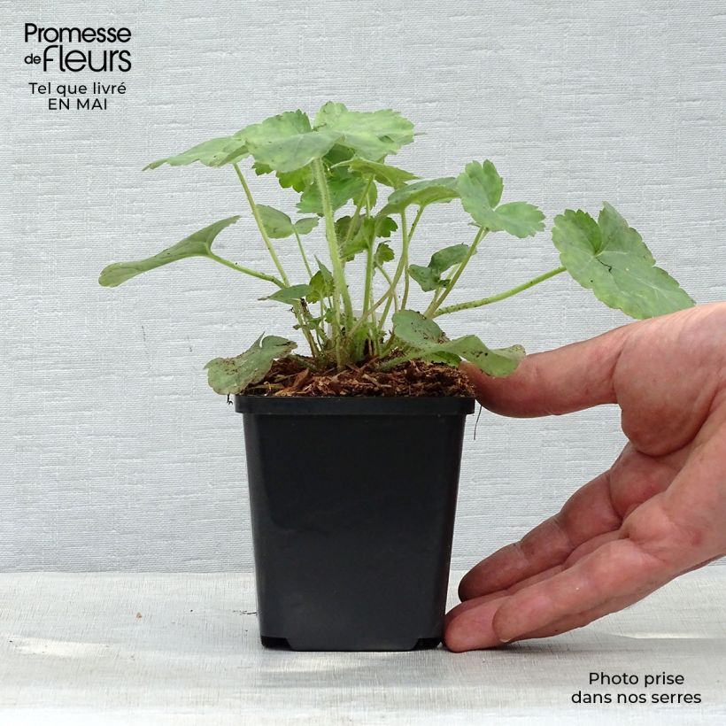 Heuchera sanguinea Leuchtkäfer - Campane di corallo Vasetto da 8/9 cm esemplare consegnato in primavera