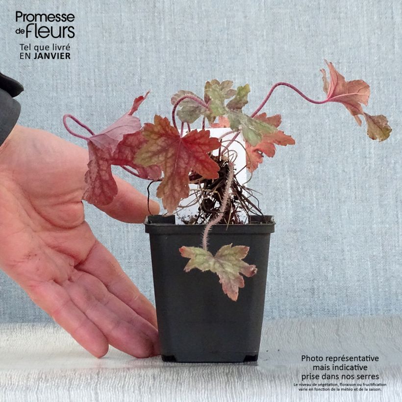 Heucherella Alabama sunrise Vasetto da 8/9 cm esemplare consegnato in inverno