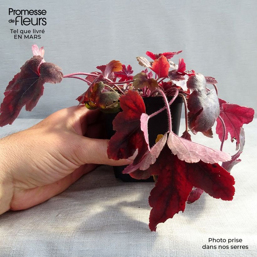 Heucherella Brass Lantern Vasetto da 8/9 cm esemplare consegnato in primavera