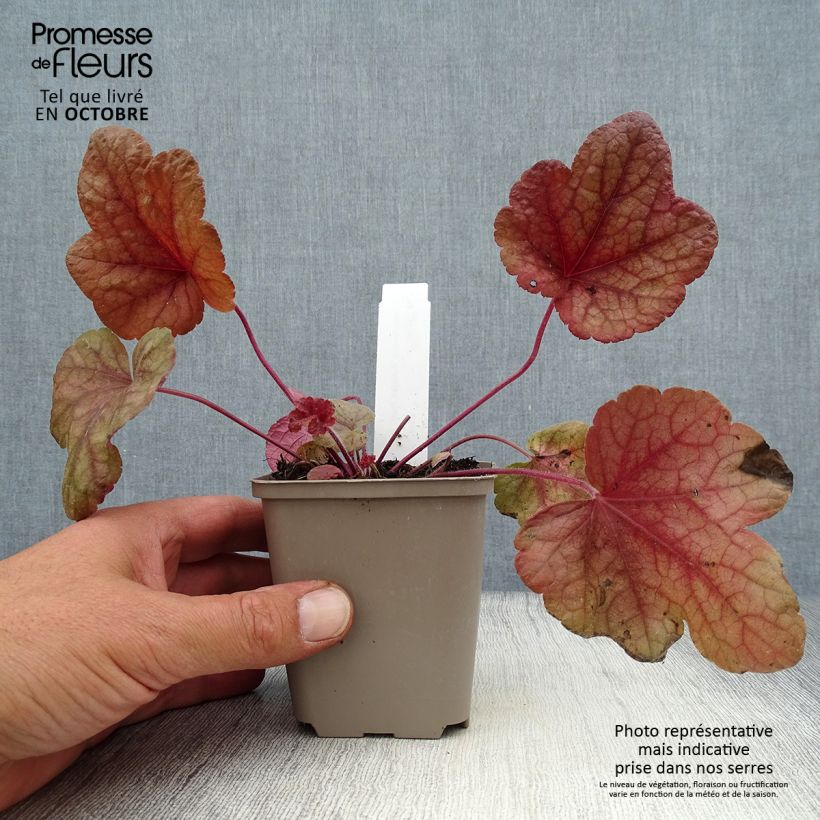 Esemplare di Heucherella Buttered Rum Vasetto da 8/9 cm come consegnato in autunno