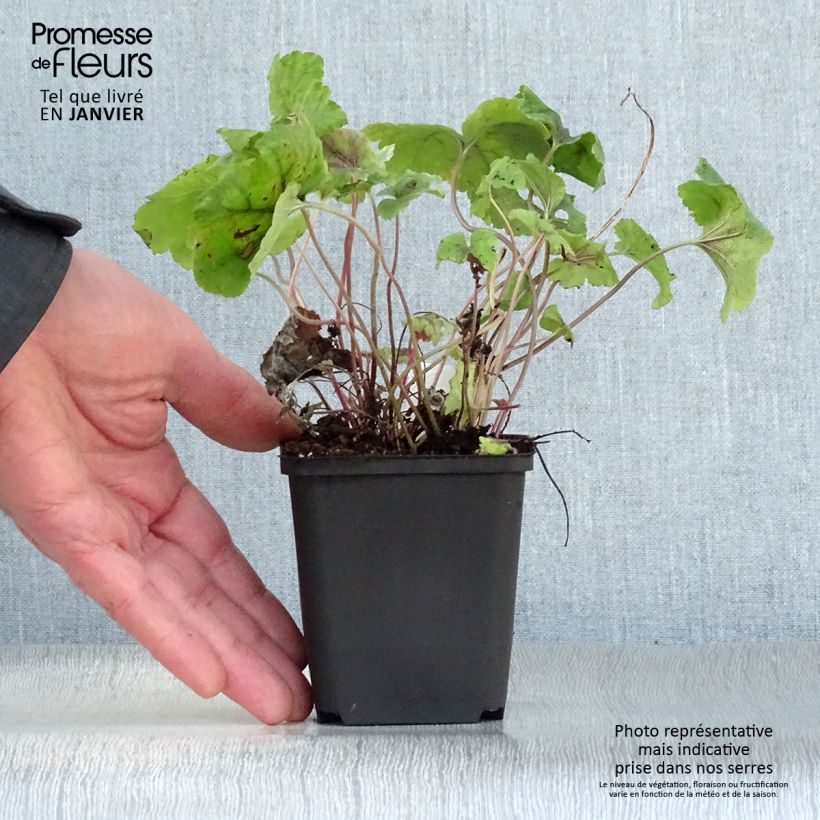 Heucherella Citrus shock Vasetto da 8/9 cm esemplare consegnato in inverno