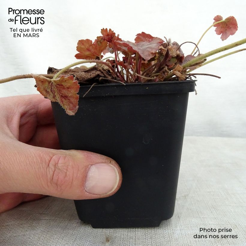 Heucherella Copper Cascade Vasetto da 8/9 cm esemplare consegnato in primavera