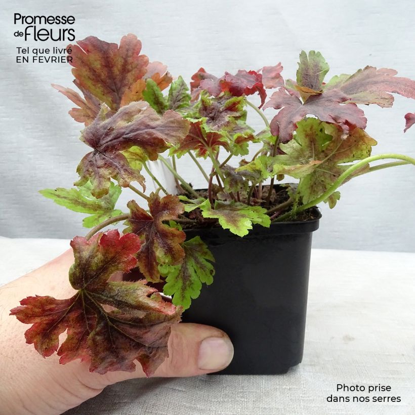 Heucherella Golden Zebra Vasetto da 8/9 cm esemplare consegnato in inverno