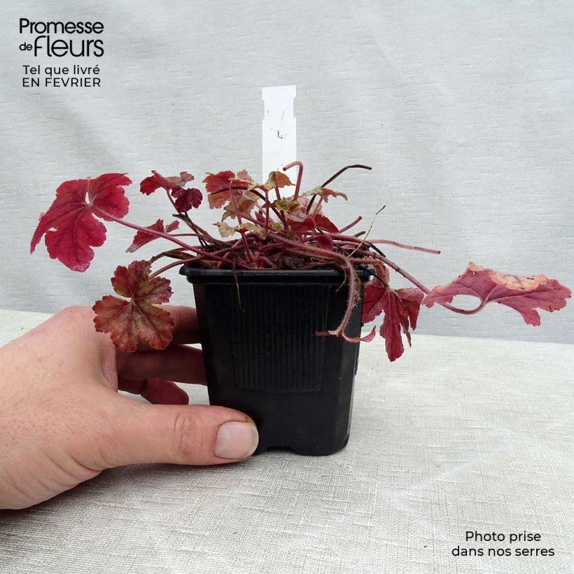Heucherella Honey Rose Vasetto da 8/9 cm esemplare consegnato in inverno