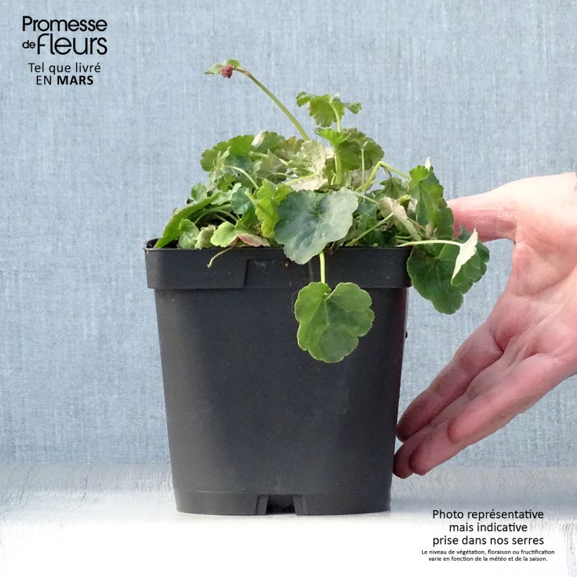 Heucherella Honey Rose Vaso da 2L/3L esemplare consegnato in primavera