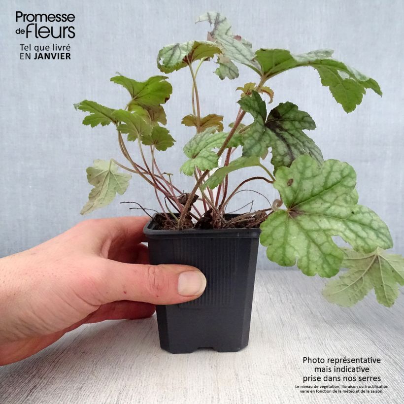 Heucherella Kimono Vasetto da 8/9 cm esemplare consegnato in inverno