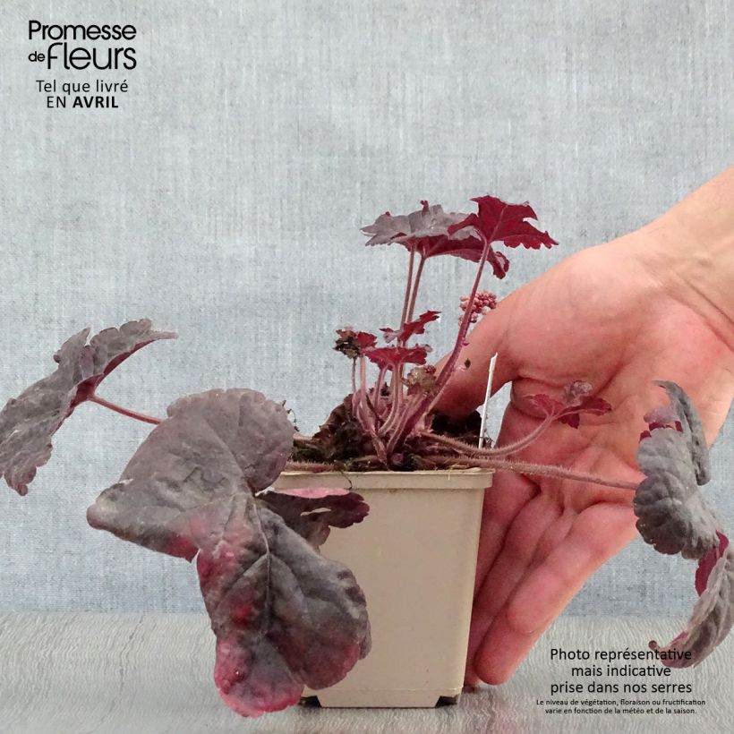 Heucherella Onyx Vasetto da 8/9 cm esemplare consegnato in primavera