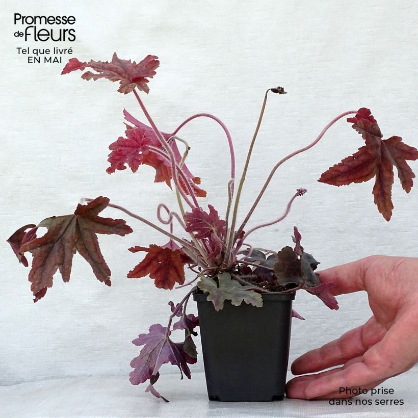 Heucherella Red Rover Vasetto da 8/9 cm esemplare consegnato in primavera