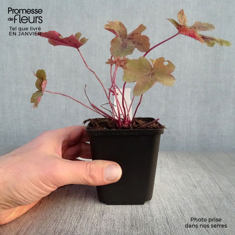 Heucherella Red Rover Vasetto da 8/9 cm esemplare consegnato in inverno