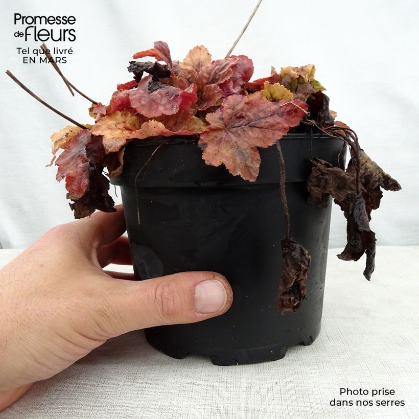 Heucherella Redstone Falls Vaso da 2L/3L esemplare consegnato in primavera