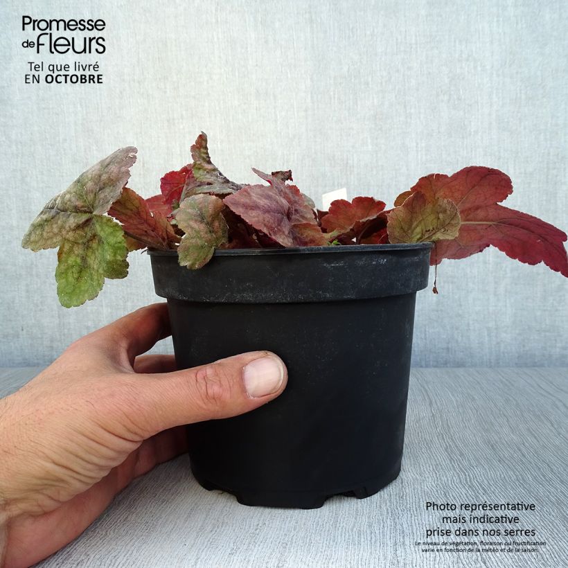 Esemplare di Heucherella Redstone Falls Vaso da 2L/3L come consegnato in autunno