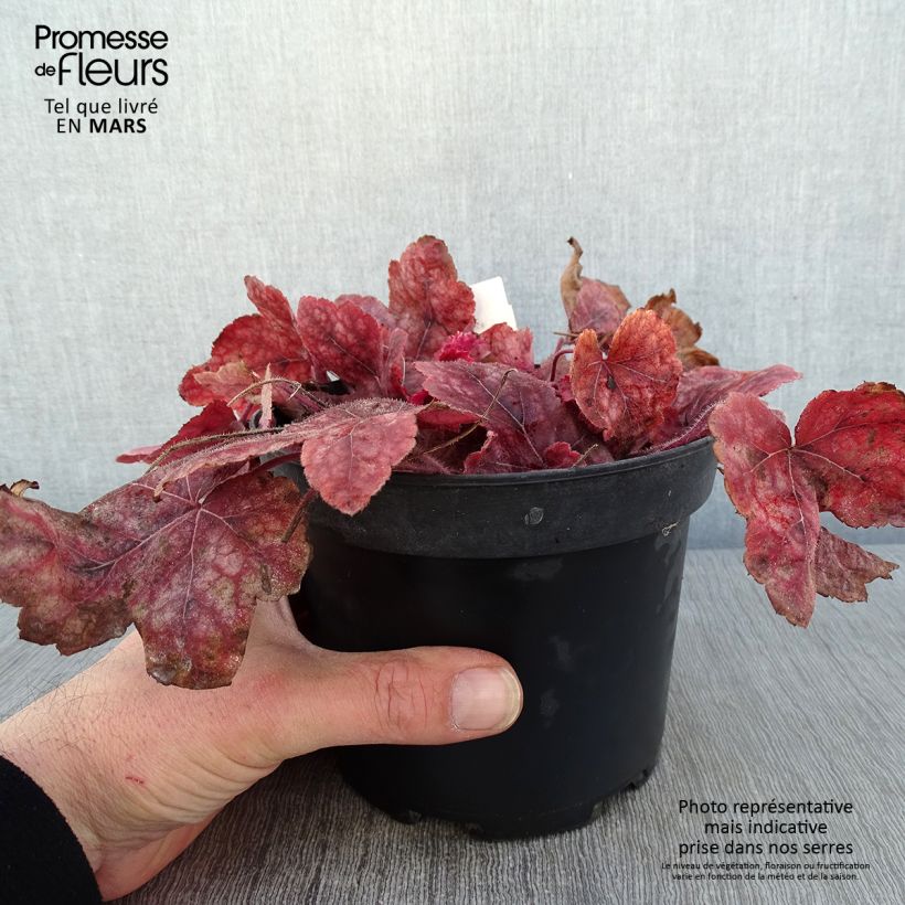 Heucherella Redstone Falls Vaso da 2L/3L esemplare consegnato in inverno
