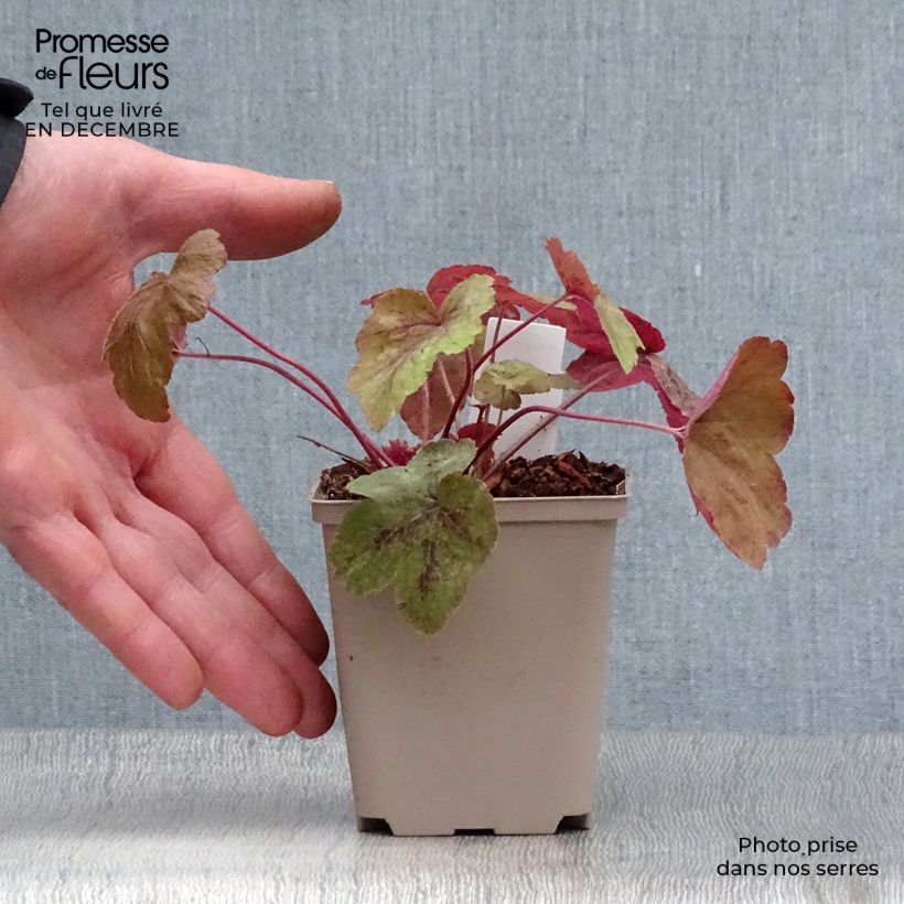 Heucherella Redstone Falls Vasetto da 8/9 cm esemplare consegnato in inverno