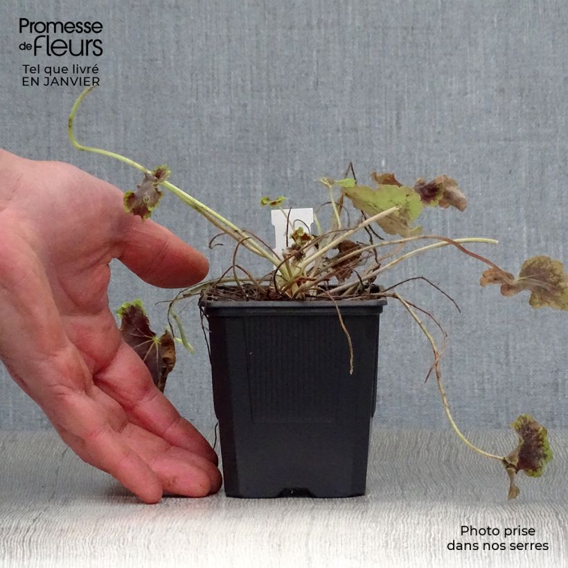 Heucherella Solar Eclipse Vasetto da 8/9 cm esemplare consegnato in inverno