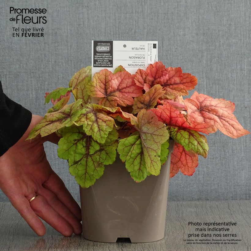 Heucherella Stoplight Vaso da 2L/3L esemplare consegnato in inverno
