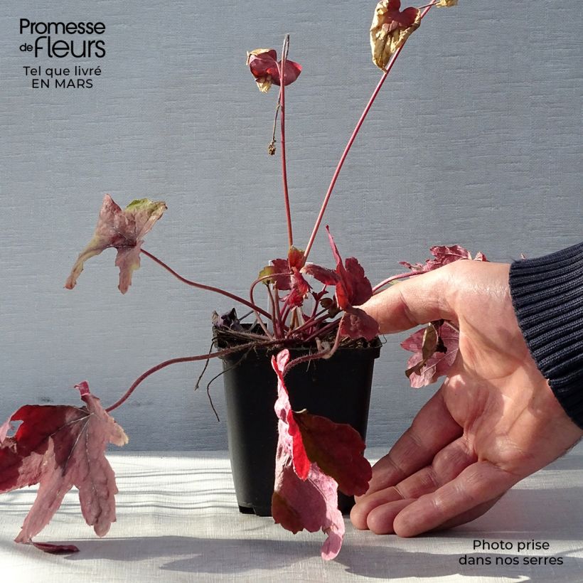 Heucherella Sweet Tea Vasetto da 8/9 cm esemplare consegnato in primavera