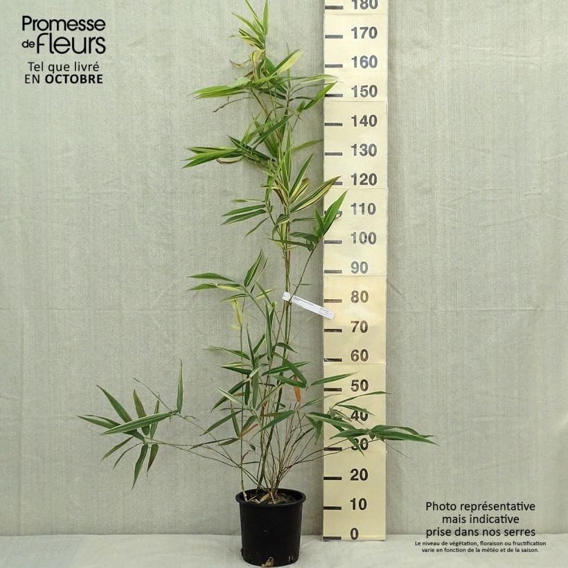Esemplare di Hibanobambusa tranquillans Shiroshima - Bambù Vaso da 4L/5L come consegnato in autunno