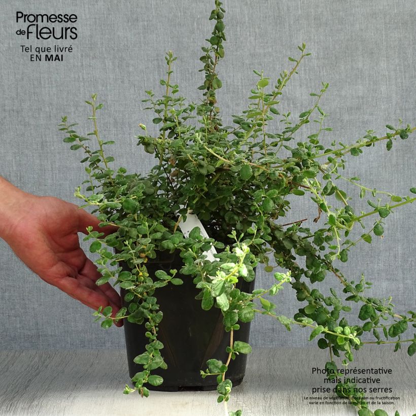 Hibbertia aspera Vaso da 4L/5L esemplare consegnato in primavera