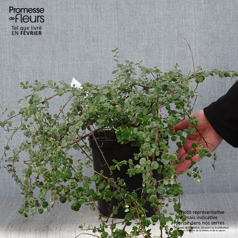 Hibbertia aspera Vaso da 4L/5L esemplare consegnato in inverno