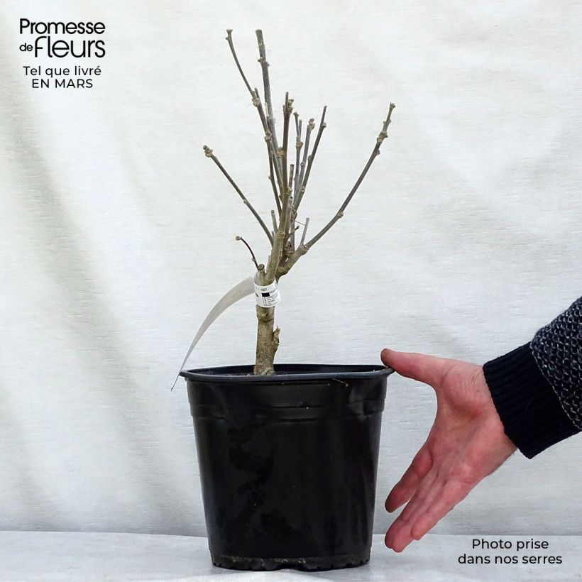 Hibiscus syriacus French Cabaret Purple - Ibisco Vaso da 3L/4L esemplare consegnato in inverno